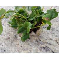 Read green gardener Reviews